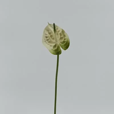 Anthurium stelo cm.48 bianco
