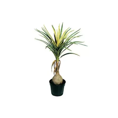 Cv-brucarnea cm. 93
