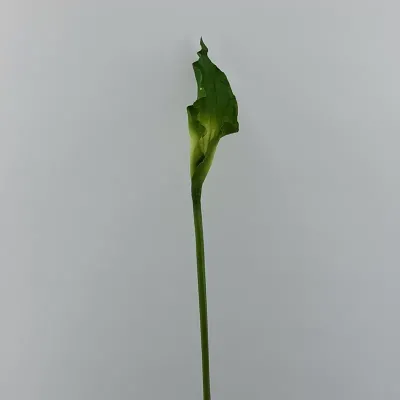 Calla lily cm.90 verde