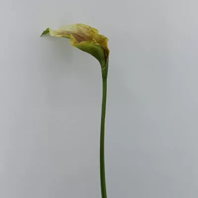 Calla lily cm.90 rosa