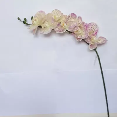 Phalaenopsis gommato 9 fiori crema cm. 95