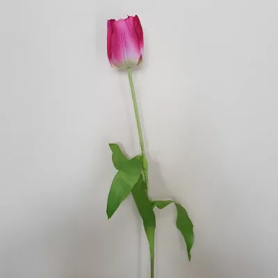 Tulipano singolo cm.64 fucsia