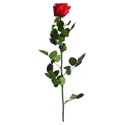 Rosa pres. con stelo standard rosso