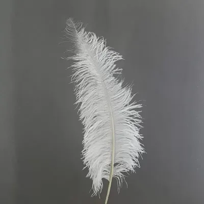 Piuma struzzi cm.50 bianco (pz.5)