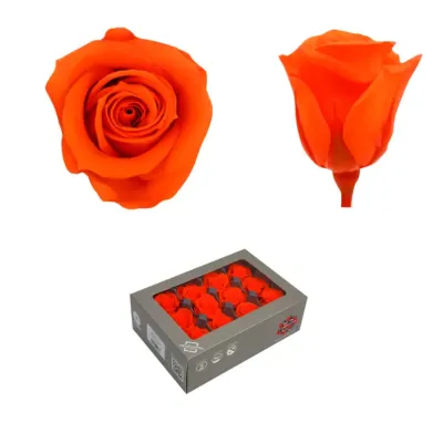 Rosa pres. d.04 mini  arancio(pz.12)