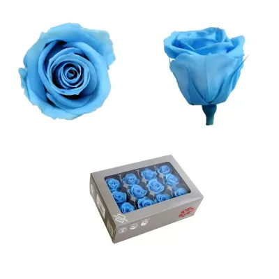 Rosa pres. d.04 mini azzurro (pz.12)