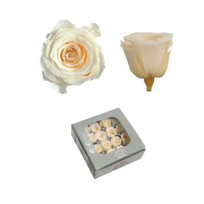Rosa pres. d.03 princess champagne (pz.16)