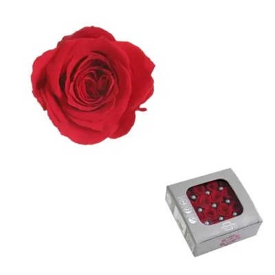 Rosa pres. d.03 princess rosso (pz.16)