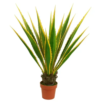Agave verde h.115
