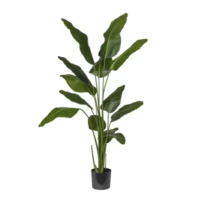 Strelizia pianta h.180 verde