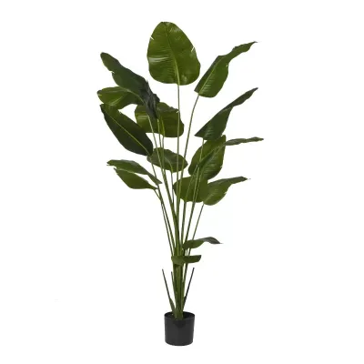 Strelizia pianta h.210 verde