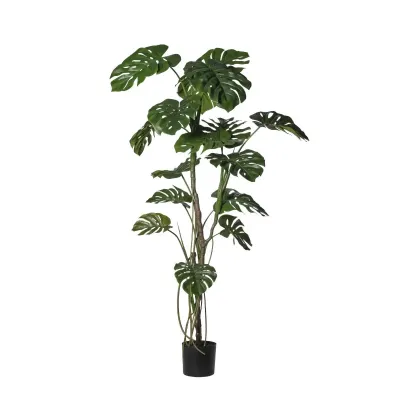 Monstera pianta h.180 verde