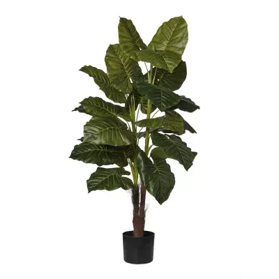Taro pianta h.120 verde