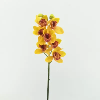 Cymbidium cm.72 giallo