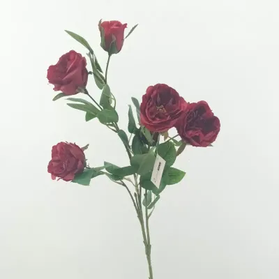 Rosa austin cm.70 rosso