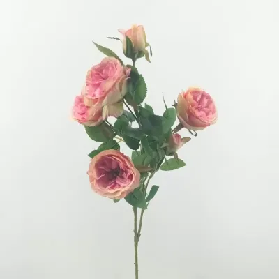 Rosa austin cm.70 rosa