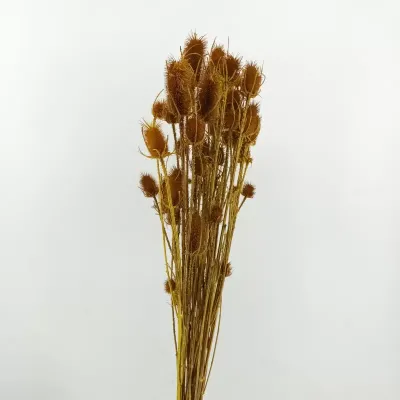 Cardo palustre giallo ocra (gr.250)