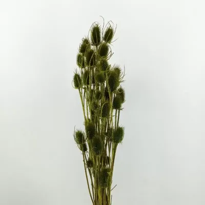 Cardo palustre verde oliva (gr.250)