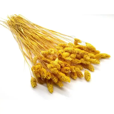 Phalaris italia giallo (gr.100)