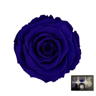 Rosa pres. d.06 blu scuro (pz.6)
