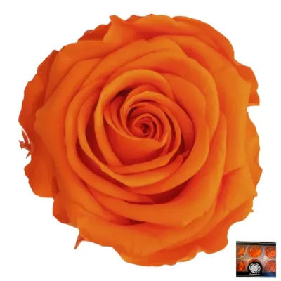 Rosa pres. d.06 arancione (pz.6)