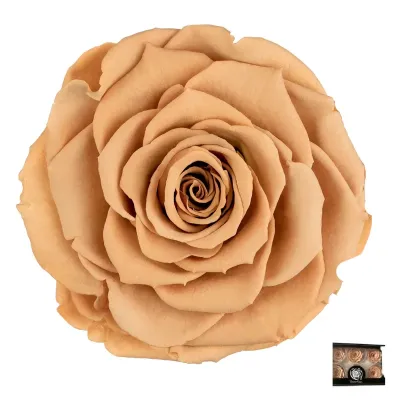 Rosa pres. d.06 toffee (pz.6)