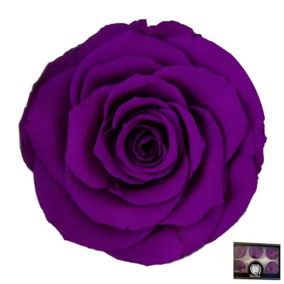 Rosa pres. xl d.06 h.5,5 viola (pz.6)