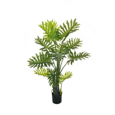 Philodendron selloum h.155 verde