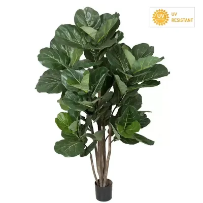 Ficus plant cm. 195 verde