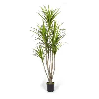 Dracena magenta h.180 verde