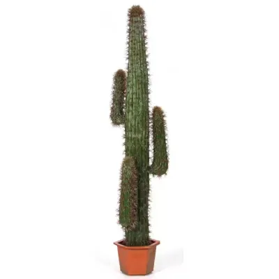 Cactus mexico plant cm. 140 verde