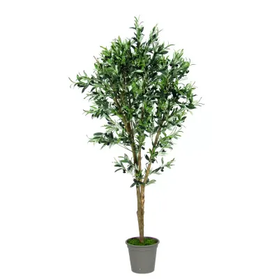 Olivo madium plant cm. 175 