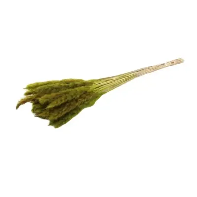Pampas mazzo verde (g.70)