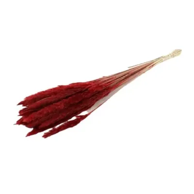 Pampas mazzo bordeaux (g.70)