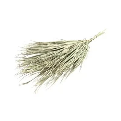 Chamaerops cm.70 naturale (pz.10)