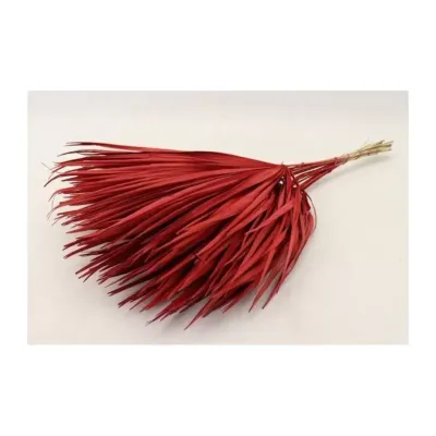 Chamaerops cm.70 rosso (pz.10)