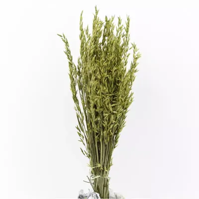 Avena colorata verde gr.200