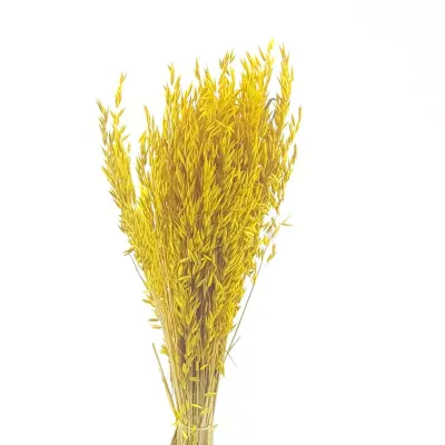 Avena colorata giallo gr.200