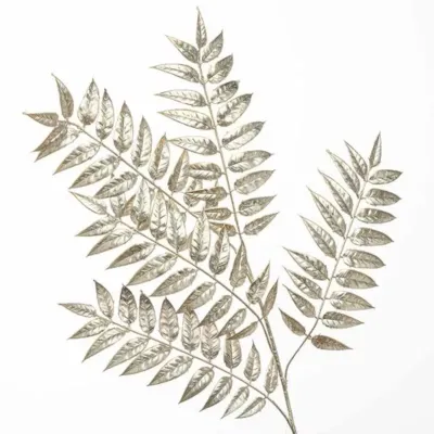 Acacia ramo cm.100 champagne