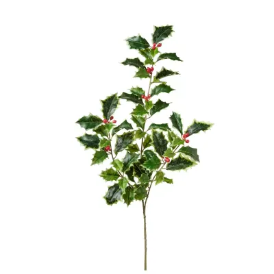 Agrifoglio ramo cm.53 variegato