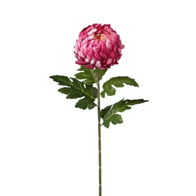 Crisantemo cm.75 fucsia