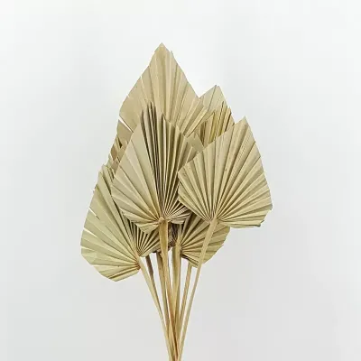 Palm spear mini naturale (pz.7)