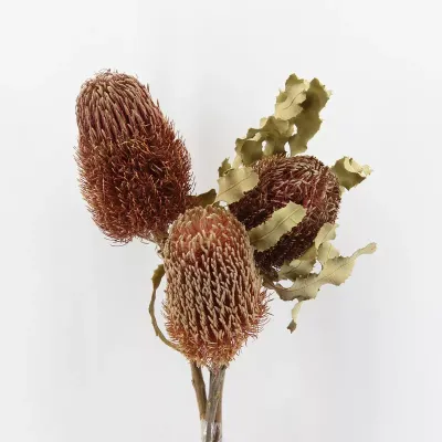 Menziesii naturale (pz.3)