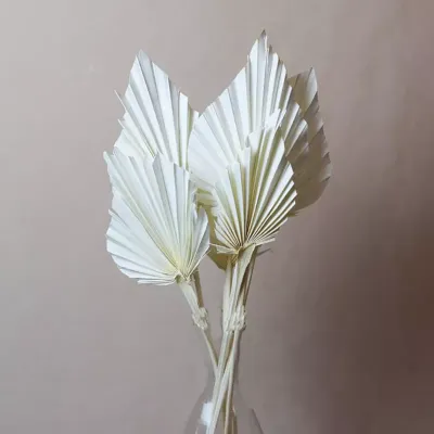 Palm spear mini bianco (pz.7)