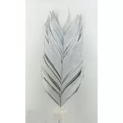 Chamadorrea bianco cm.110