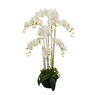 Sv-phalaenopsis cm. 125