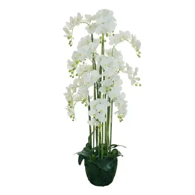 Sv-phalaenopsis cm. 155