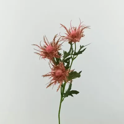 Cardo ragno cm.67 rosa