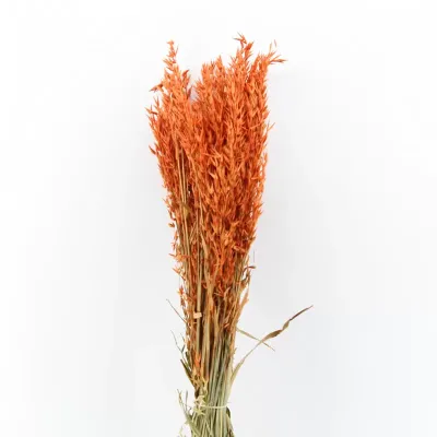 Avena colorata arancio gr.200