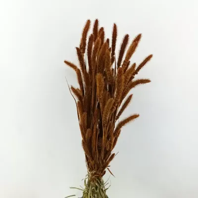 Setaria olanda teak (gr.250)